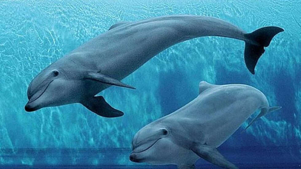 acquario genova